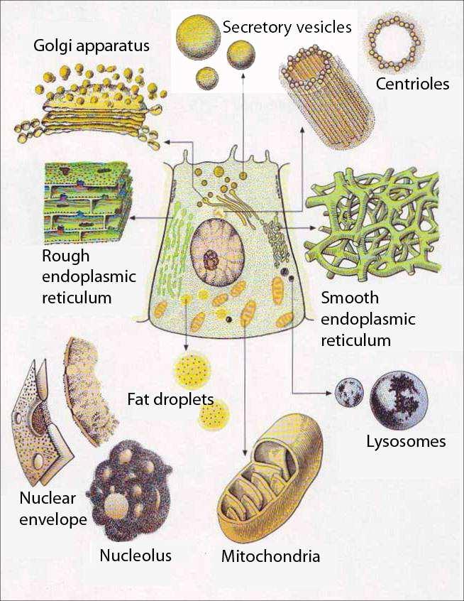 Membranous Organelles Secretory vesicles