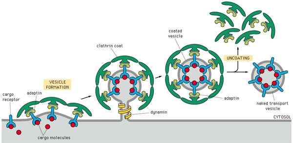 bound via adaptin formed by endocytosis