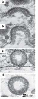 complex COPI (β-cop) involved in Golgi to endoplasmic reticulum