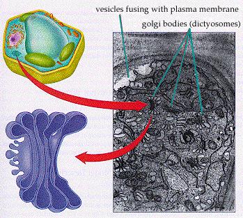 Synonyms: Golgi complex Golgi zone Golgi bodies