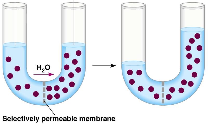 3.3 7.3 Cell Membrane Osmosis Osmosis is the diffusion of water molecules across a semipermeable membrane.