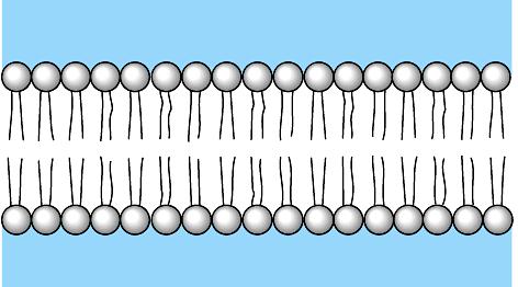 3.3 7.3 Cell Membrane Facilitated Diffusion Some molecules cannot easily diffuse across the cell membrane.