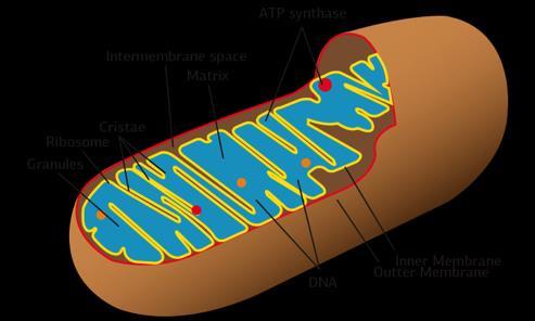 And those amazing mitochondria?