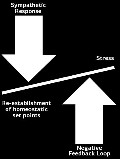 The function of the stress response is to