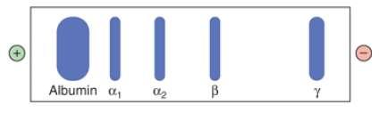 These are gels containing bands,the largest band is the albumin because it is a main part and the other bands are approximately the same but γ band is somehow larger than the others (α1, α2, β) o If