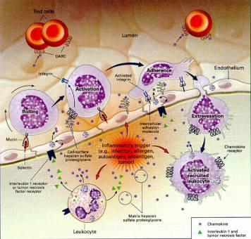 CHRONIC INFLAMMATION IN TISSUES PROMOTES