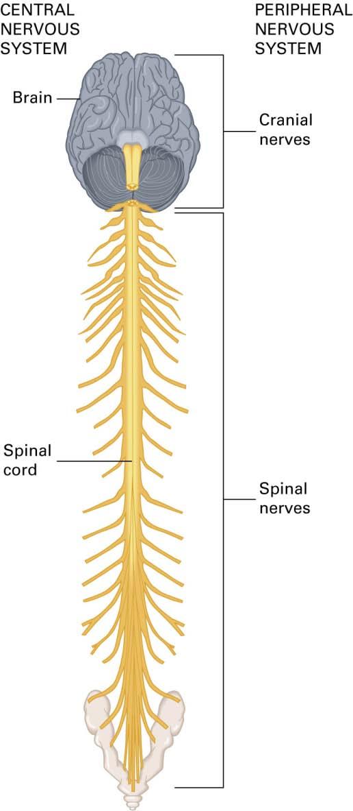 Anatomy and Physiology of the Spine Parts of the nervous system