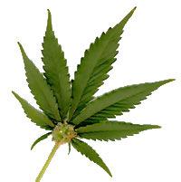 Marijuana Active ingredient THC Immediate effect when smoked Peak effect
