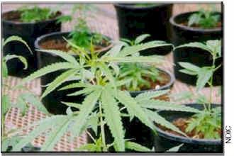 Marijuana Physiological effects Increased heart rate Hypotension/ hypertension Tremor,