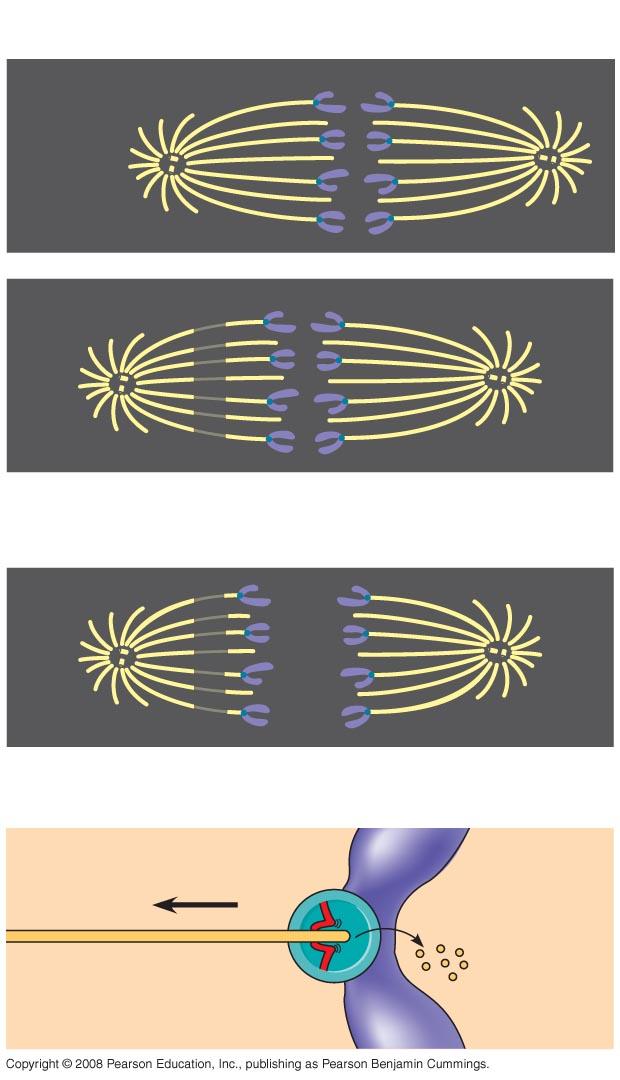 Spindle microtubules shorten by depolymerizing at their kinetochore