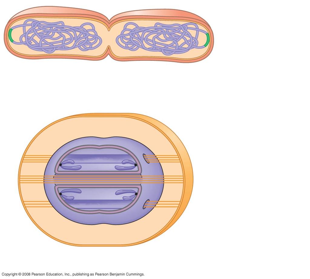 intermediate between binary ﬁssion and mitosis