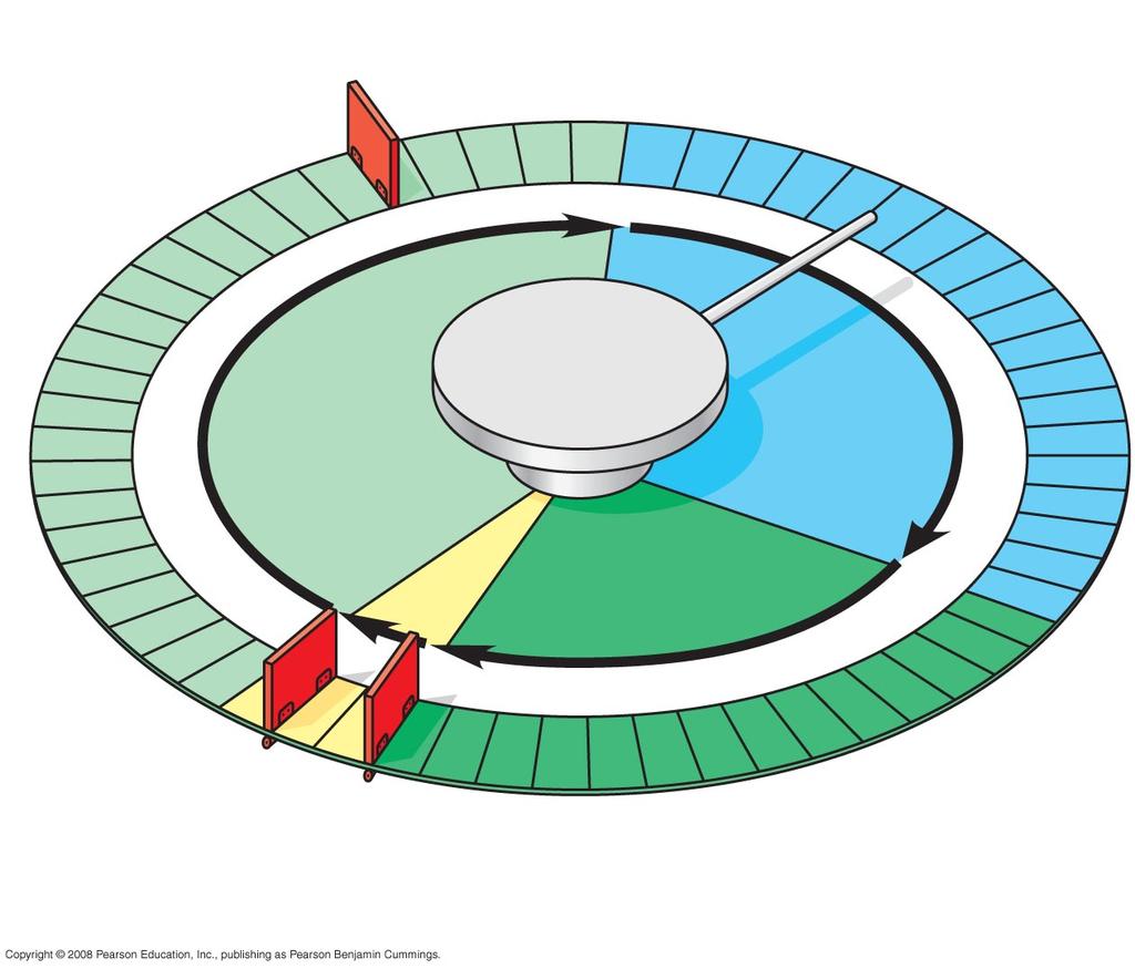 The Cell Cycle Control System Cell cycle control system Regulated by both internal and external controls Has specific checkpoints where the cell cycle stops