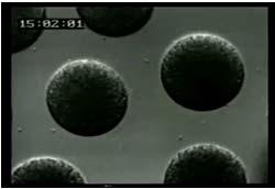 Video: Sea Urchin Embryonic Development (time-lapse) Figure 2.