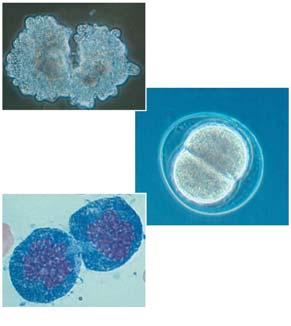 Multicellular eukaryotes depend on cell division for Development from a fertilized cell