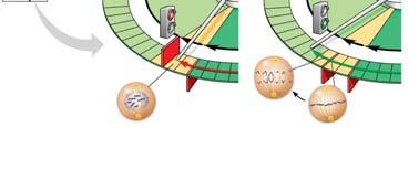 divide G M S Without go-ahead signal, cell enters G 0. (a) G checkpoint G With go-ahead signal, cell continues cell cycle.