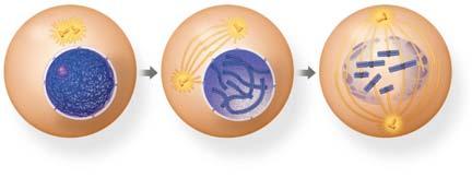 cell grows during all three phases, but chromosomes are duplicated only during the