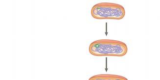Figure 2.2-3 begins. Origin of Two copies of origin E. coli cell Cell wall Plasma membrane Bacterial chromosome Figure 2.2-4 begins.