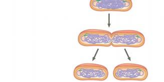 3 microtubule Since prokaryotes evolved before eukaryotes, mitosis probably evolved from binary fission Certain protists exhibit types of cell