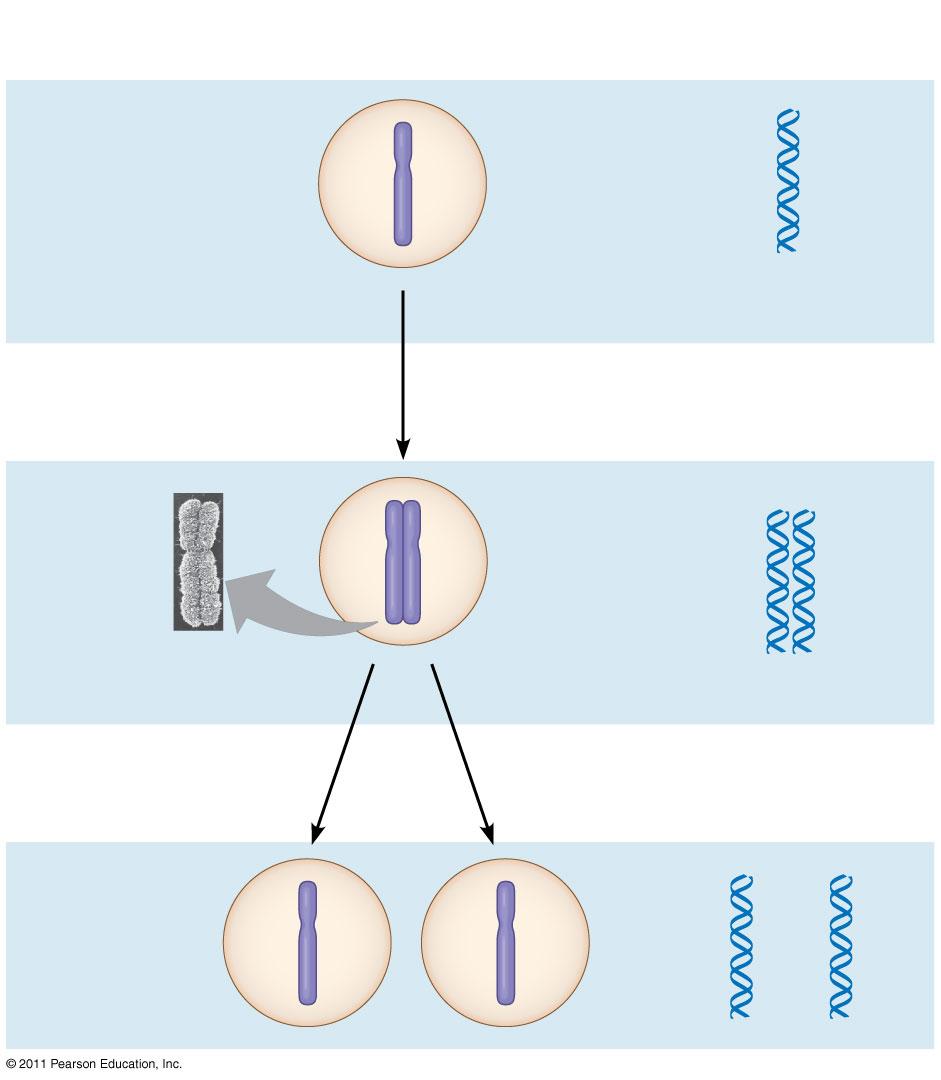 Eukaryotic Cell Division In preparation for cell division, DNA is replicated and the chromosomes condense Each duplicated chromosome has two sister chromatids (joined copies of the original