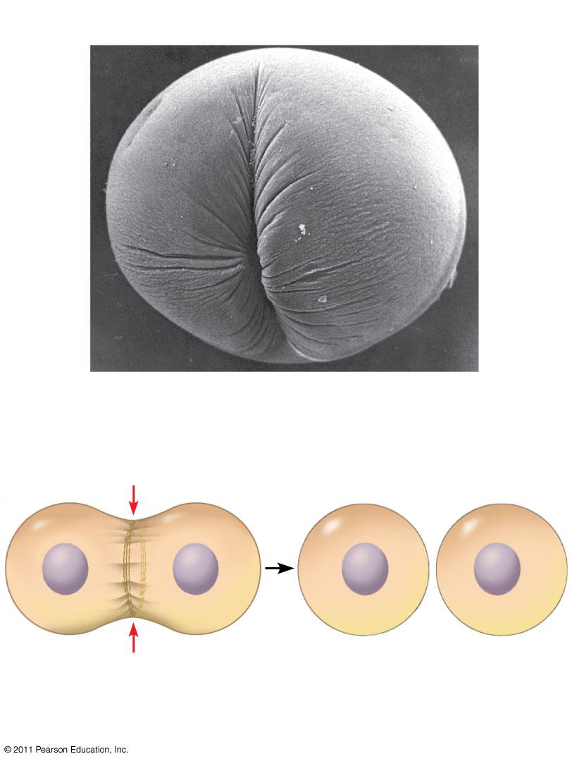 Cytokinesis: A Closer Look In animal cells, cytokinesis occurs by a process known as cleavage, forming a cleavage furrow In plant cells, a cell plate forms during cytokinesis Figure 12.