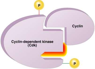 Cdk phosphorylates cellular proteins activates or inactivates proteins