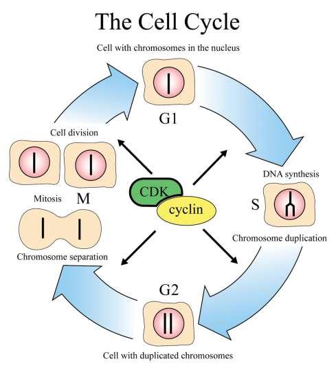 Cyclin & Cyclin-dependent kinases CDKs & cyclin drive cell from one phase to next in cell cycle proper regulation of cell cycle is so key to life that the genes