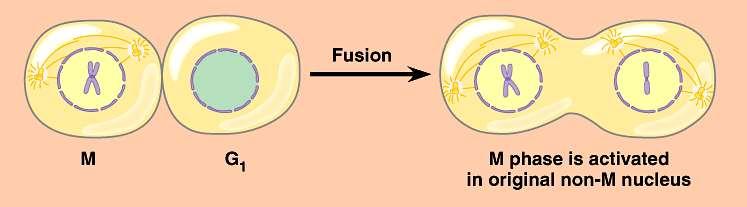 Activation of cell division How do cells know when to divide?
