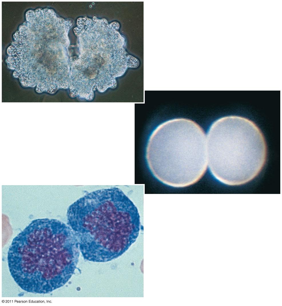 Figure 12.2 100 µm (a) Reproduction (b) Growth and development 200 µm 20 µm (c) Tissue renewal Concept 12.