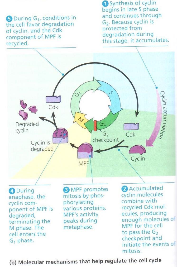 SELF-REGULATION OF MPF During anaphase, MPF initiates