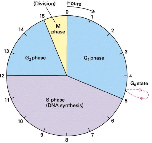 CELL CYCLE 2 crucial factors for normal growth: Timing and rate of cell division Cell division frequency depends on cell