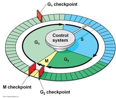 CHECKPOINTS Signals transmitted by signal transduction pathways Built-in