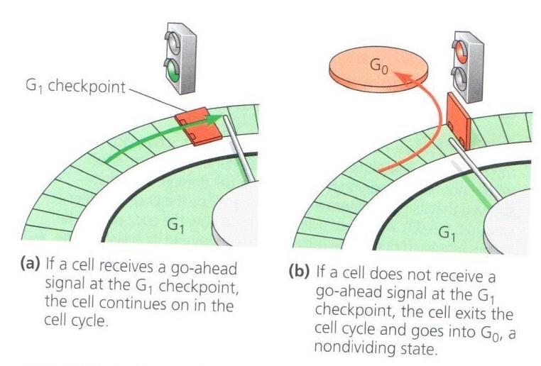 G1 CHECKPOINT Restriction point in mammalian cells Most important if pass, usually complete whole cycle If no go-ahead