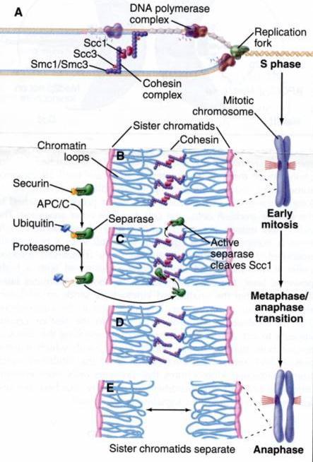 Regulation of Sister Chromatid Pairing by the Cohesin Complexes Sister chromatid pairing is mediated by the cohesin complex in which Smc1/Smc3 together with Scc1/Scc3 form a bridge between the two
