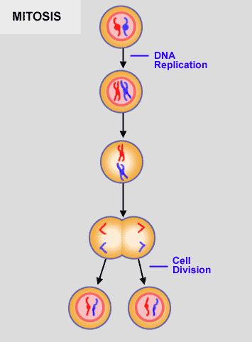 Phases of the cell cycle and its DNA content Homologous chromosomes Sister chromatids