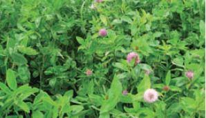 Hydrolysable tannins in dairy cow diets 4 forages: Red clover Red clover + Lucerne Lucerne +