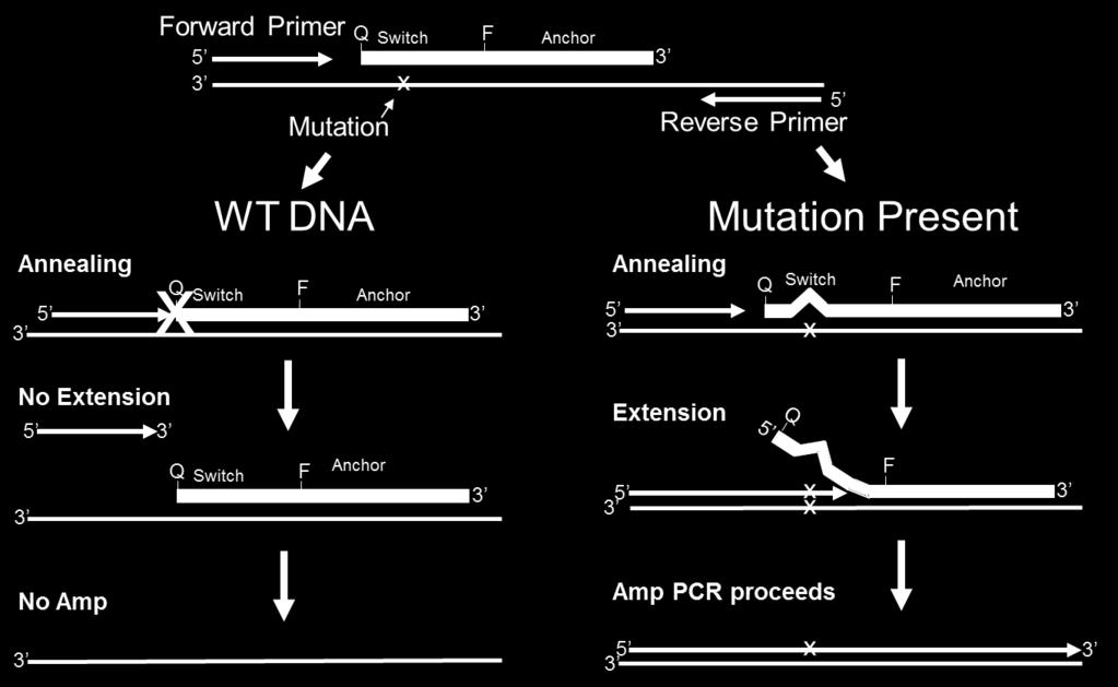 wildtype (normal) DNA Complete suppression of wild-type DNA amplification Quantitatively detects cancerassociated mutations present