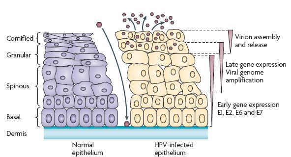Čuk P. Razreševanje mejnih rezultatov testa Hybrid Capture 2 HPV DNA za dokazovanje visokorizičnih humanih virusov papiloma.