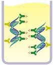 Preglednica 1: Postopek testa hc2 (Qiagen) DENATURACIJA HIBRIDIZACIJA VEZAVA DETEKCIJA HIBRIDOV Sprostitev DNA iz