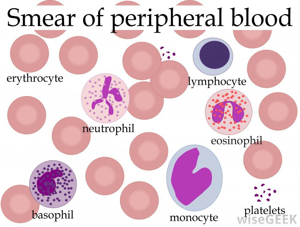 The blood is composed of two portions: 1. percent of blood is plasma (liquid) A.