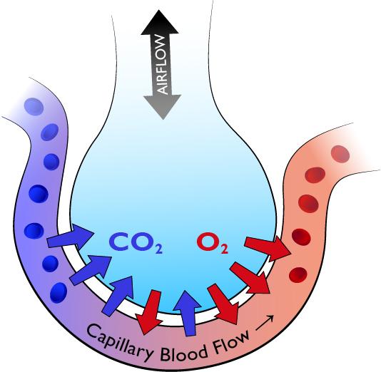 2. RBCs pick up some CO 2 created by the cells during cellular respiration and bring it back to the lungs, but most of the CO 2 is carried back to the lungs in the blood plasma and leaves the lungs