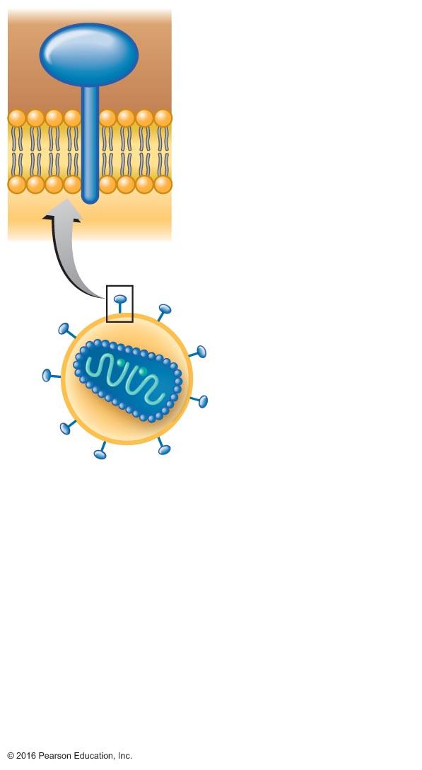 Figure 19.13 HIV structure and attachment to receptors on target T cell (2 of 3).