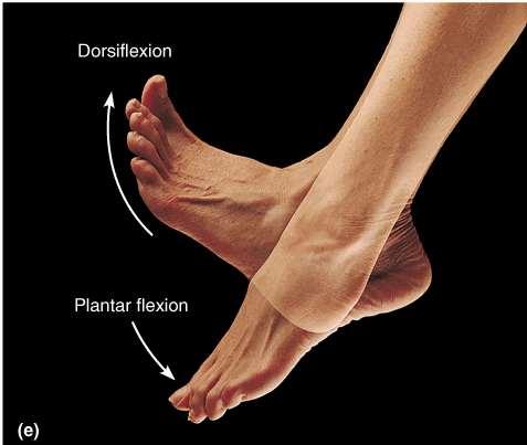 MOVEMENTS DORSIFLEXION Flexion at the ankle joint, as occurs when walking uphill or lifting the toes off