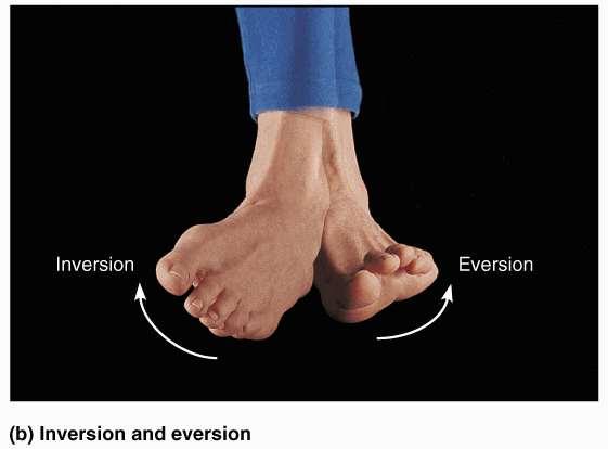 MOVEMENTS EVERSION Lateral (outward) rotation of sole of