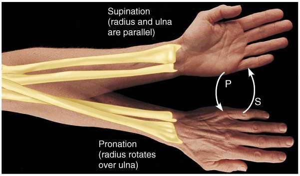 MOVEMENTS PRONATION Movement of the forearm and hand so that the it is rotated medially along the longitudinal axis - so that the palm of the hand faces posteriorly (backward) SUPINATION Movement