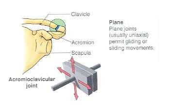 SYNOVIAL JOINTS 1.