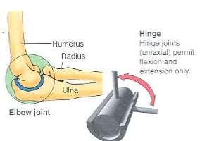SYNOVIAL JOINTS 2.