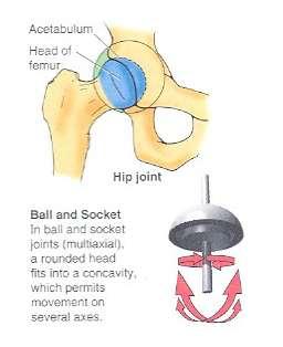 SYNOVIAL JOINTS 5.