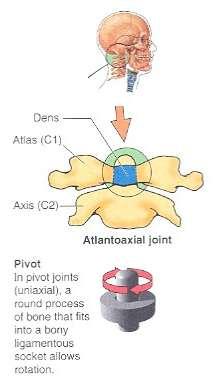 SYNOVIAL JOINTS 6.