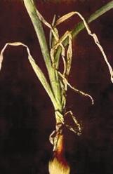 Potassium (K) In onions, older leaves die back from tip without first becoming yellow.