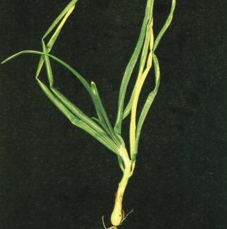 Loss of turgidity* Magnesium (Mg) In onions, older leaves turn uniform yellow along entire length, without any die back.